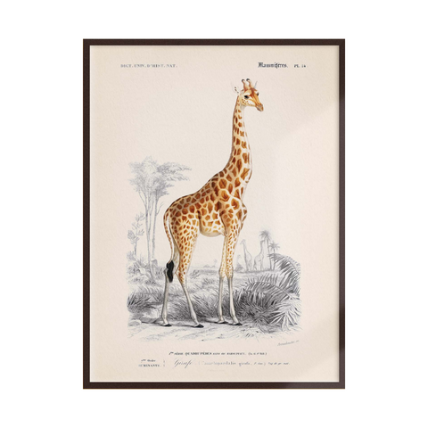 Poster Girafe 21 x 30 cm aus Frankreich