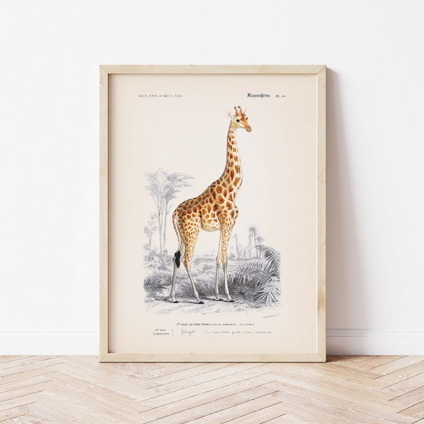 Vintage Poster Die Girafe - 21 x 30 cm - Atelier Bigarade -Aus Frankreich